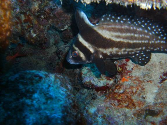 Drum fish em mergulho em Invisible, no sul de Bonaire